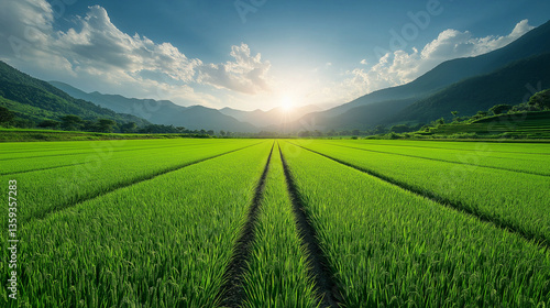 Serene View of a Green Rice Plantation Under Blue Sky, rice paddy, lush green field, agricultural landscape, rice farming, sunny day, nature scenery, horizon view, rural beauty, farm land, vibrant gre