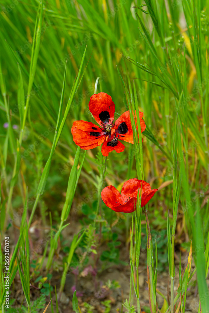 Obraz premium Two poppies blooming in a field. Bright green grass in the background