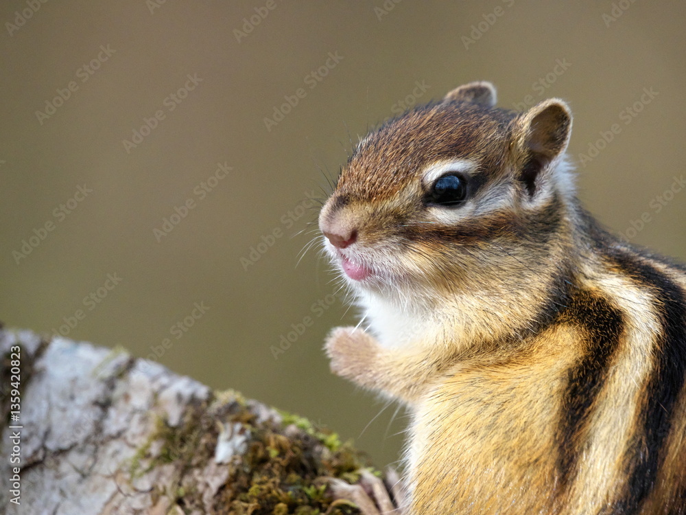 Naklejka premium Wild Hokkaido Chipmunk in Eastern Hokkaido