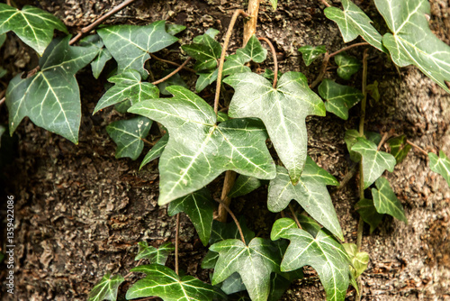 Close up of green ivy leaves on tree in spring forest