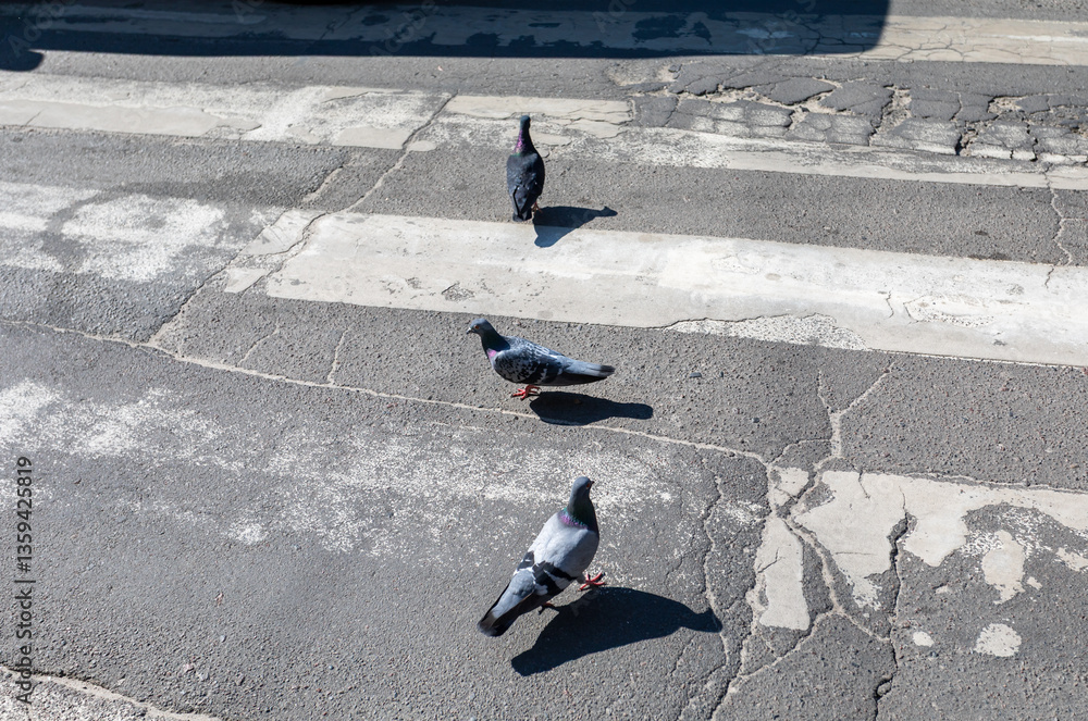Fototapeta premium A trio of pigeons perch on a cracked crosswalk under the bright daylight in an urban environment.