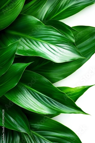 Vibrant Green Hosta Leaves A Close-up Study of Texture and Pattern on White background
