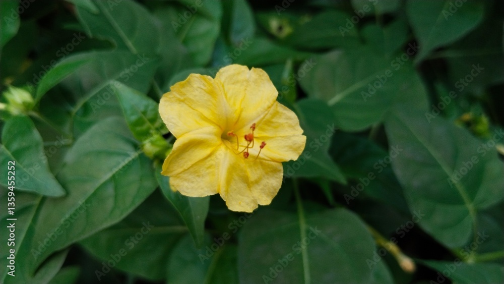Fototapeta premium Beautiful and very charming yellow flowers, photographed naturally.