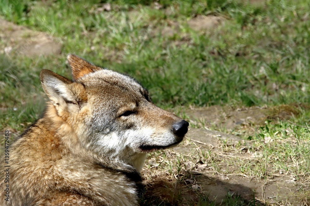 loup loup