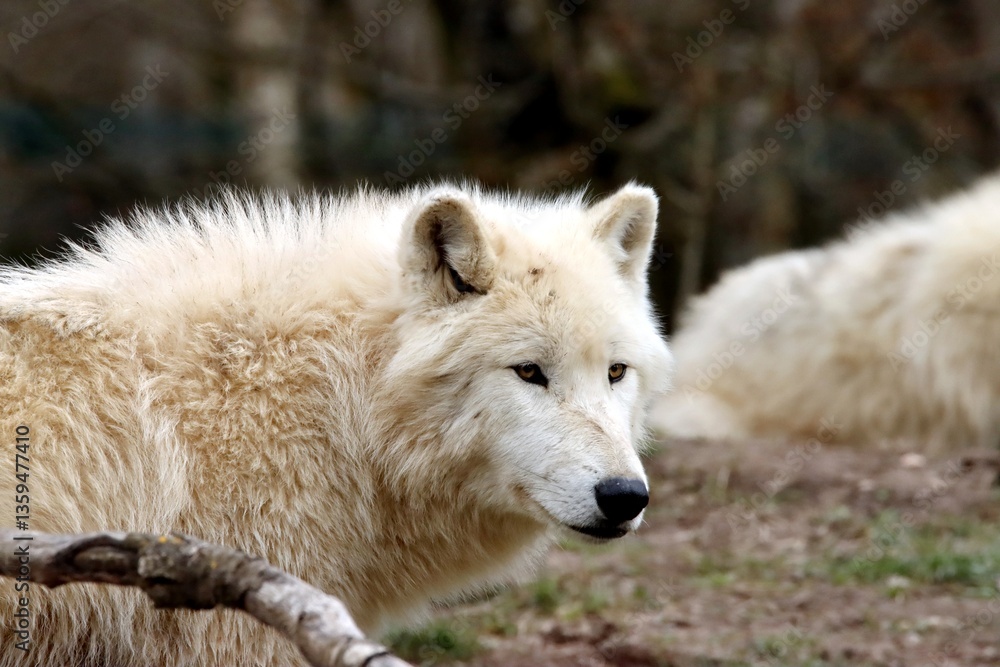 loup loup