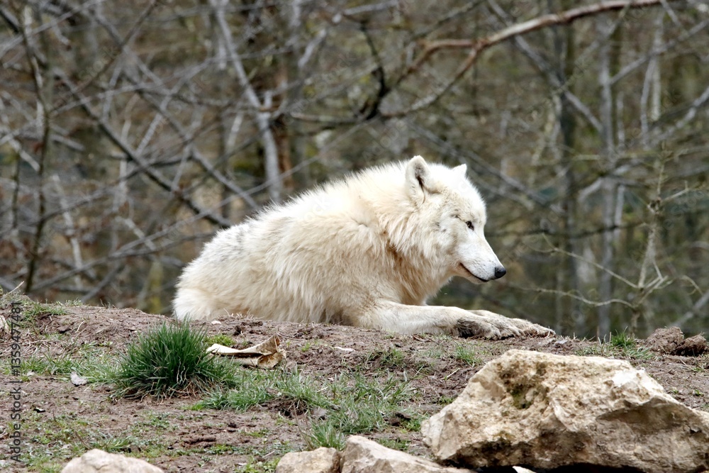 Obraz premium loup
