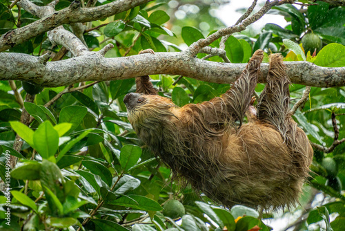 Sloth on a Tree in Costa Rica During the Rain