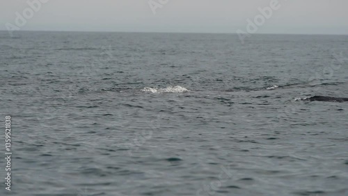 Wallpaper Mural Humpback whale breathing on water surface in Cortez Sea, Baja California Sur Mexico Torontodigital.ca