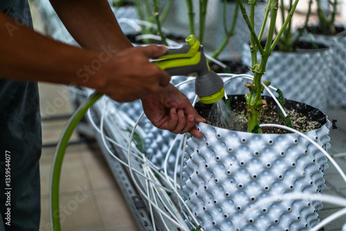 A laborant carefully waters cannabis plants located in a well-maintained greenhouse setting.