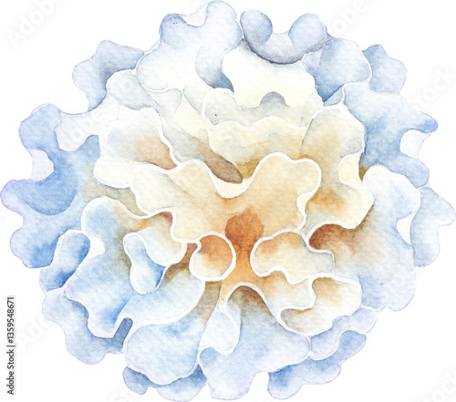 Realistic watercolor Snow Fungus mushroom isolated on a white background