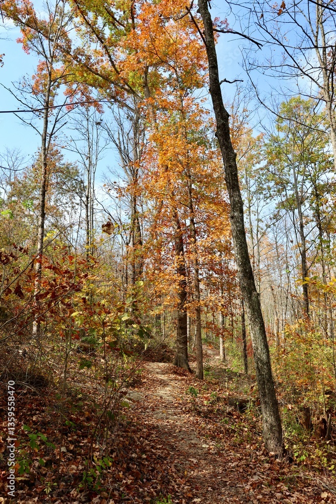 Obraz premium The tall autumn trees in the forest.