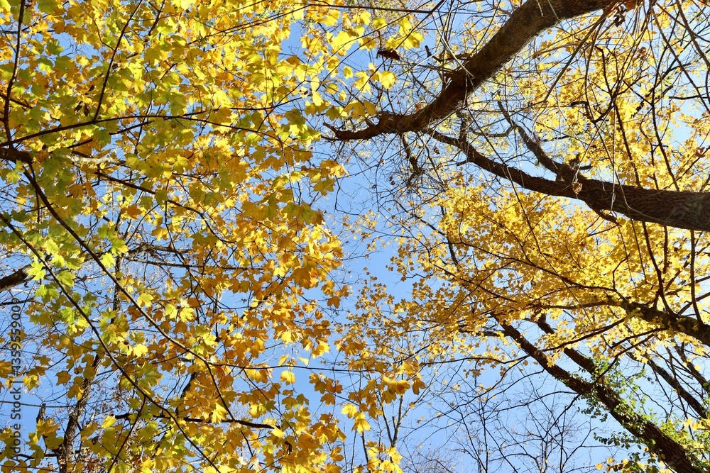 Obraz premium The autumn leaves in the trees with a blue sky.