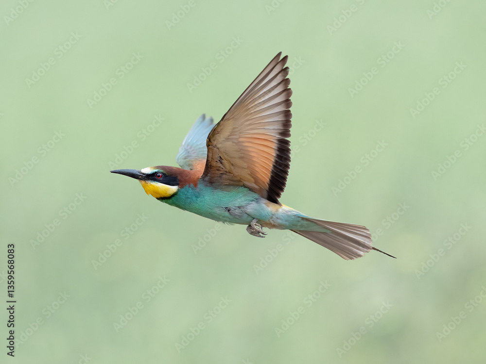 Fototapeta premium European bee-eater