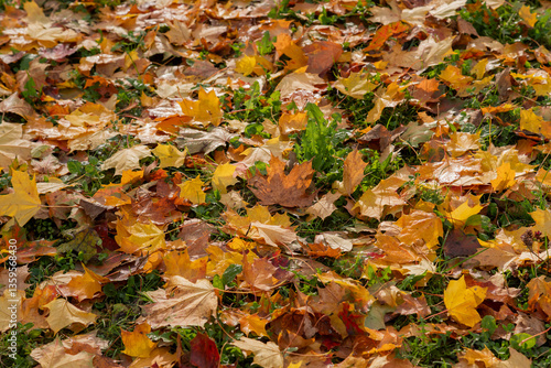 Colorful Autumn Leaves Scattered Across Grass in a Natural Setting
