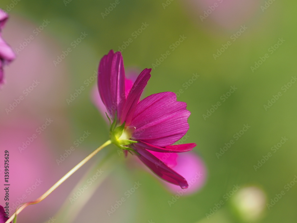Fototapeta premium コスモス