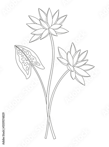 Bouquet of two nymphaea flowers with leaves. Bunch of blooming water wild plants. Line art, minimal style, contour. Botanical hand-drawn elements for design projects. Vector illustration