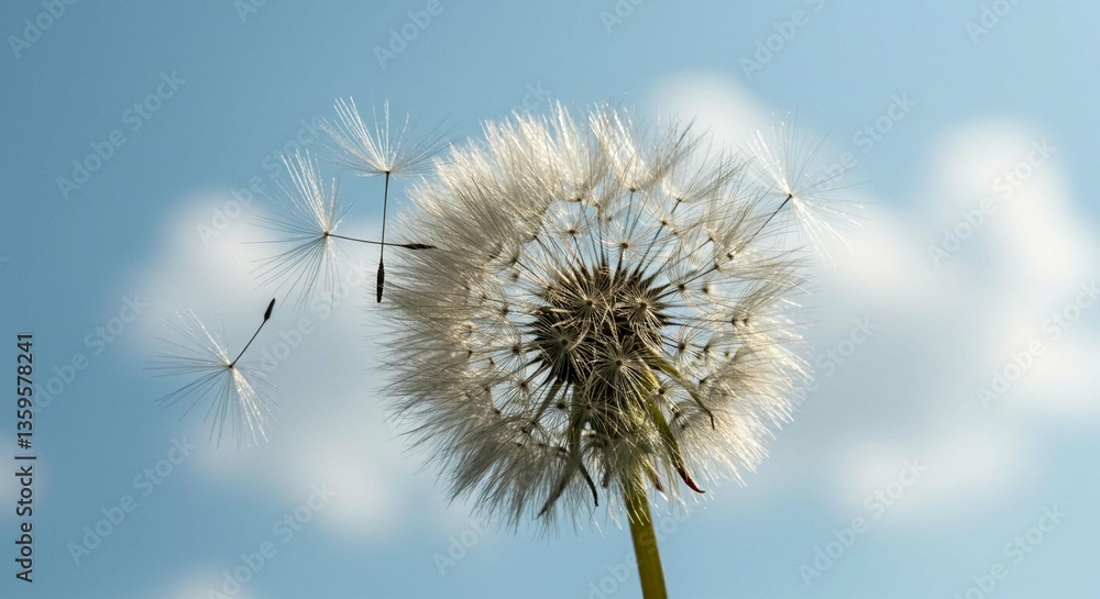 Naklejka premium Dandelion Seeds Dispersing in the Wind Nature Background Fluffy White Seeds Spring