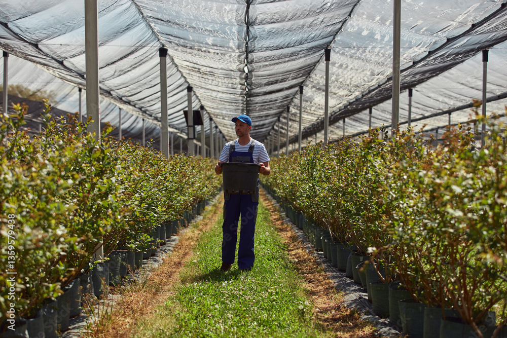 Male farmer carefully examines blueberries plants, indicating the start of the spring season in an blueberries organic farm.