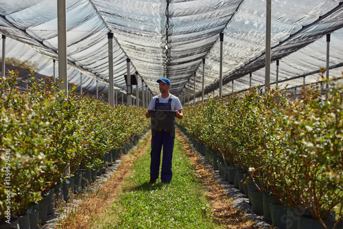 Obraz na płótnie Male farmer carefully examines blueberries plants, indicating the start of the spring season in an blueberries organic farm. w salonie
