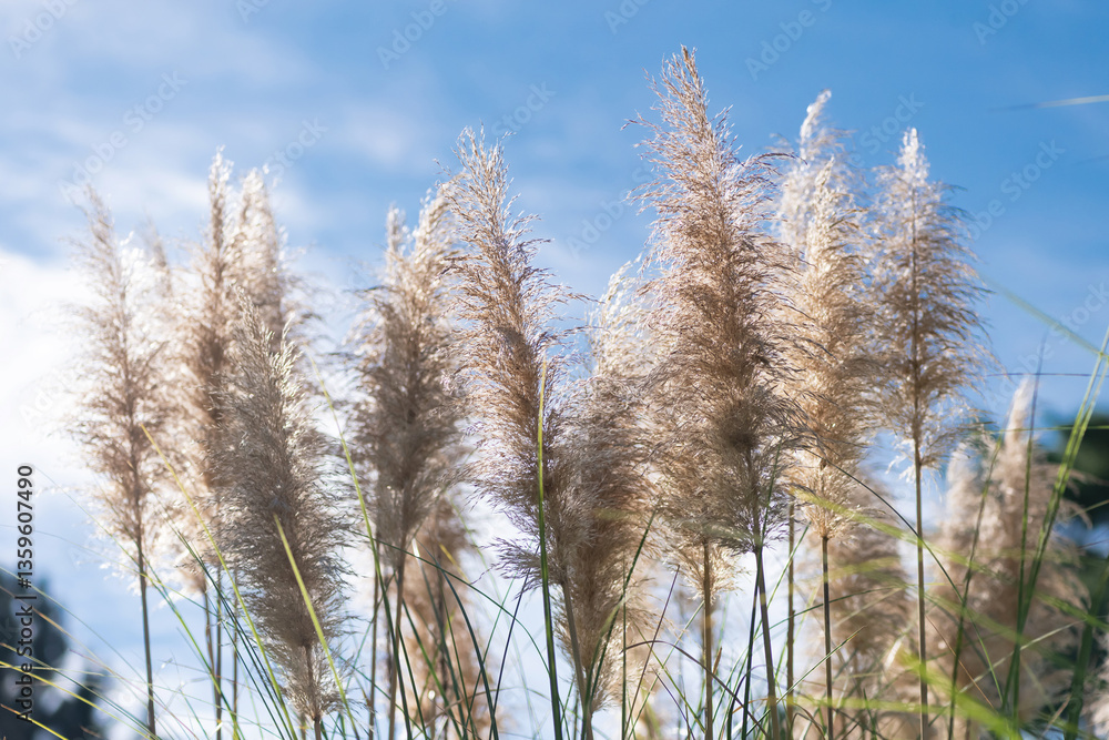 Fototapeta premium パンパスグラス