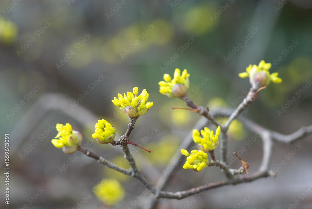 サンシュユの蕾 サンシュユの蕾