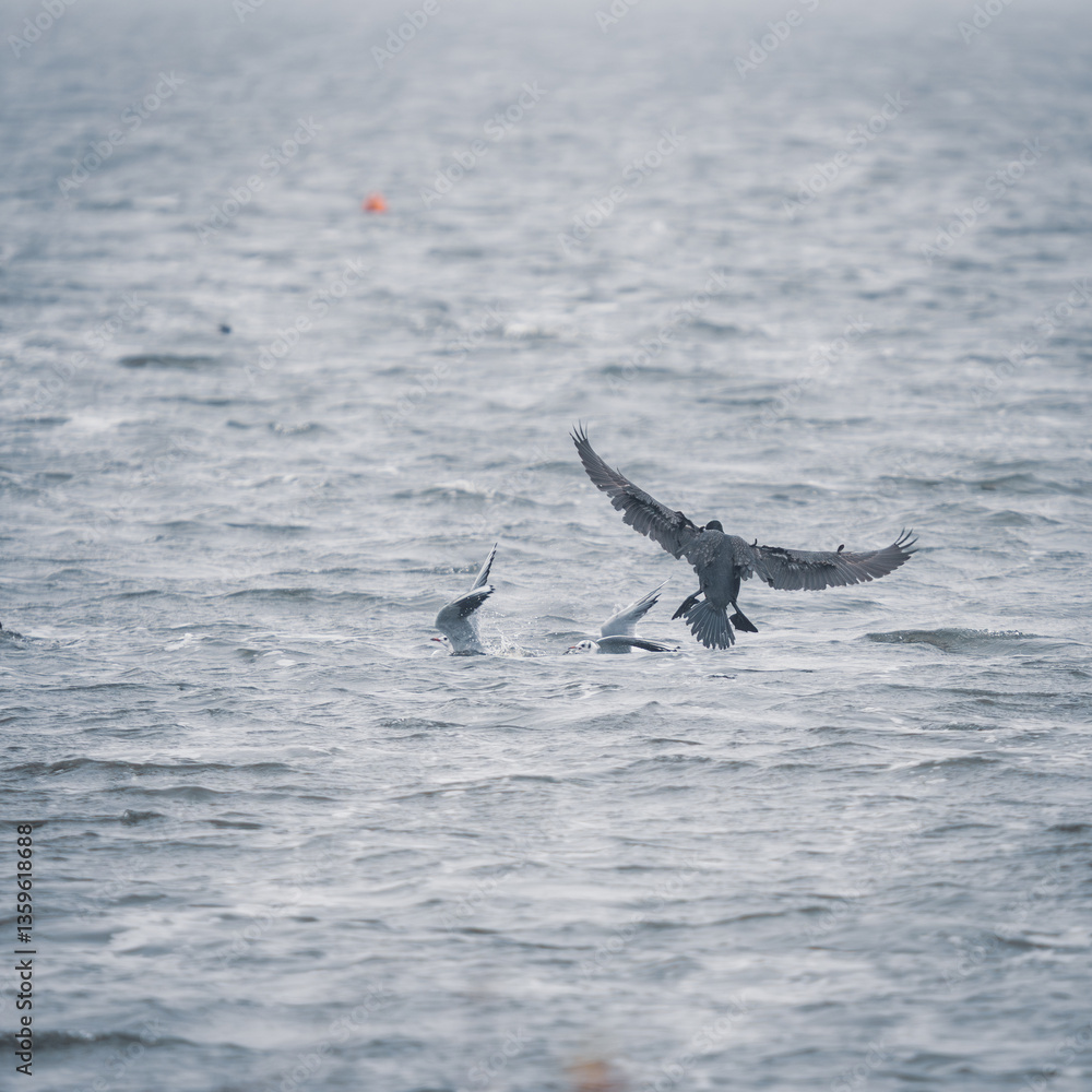 Obraz premium tief fliegender Kormoran greift Möwen an über einem See