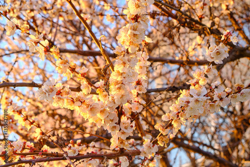 Close-Up of Apricot Blossoms in Sunlight