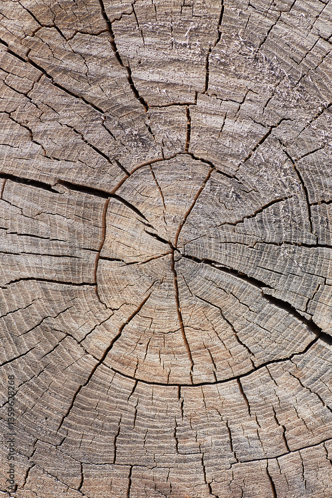 Fototapeta premium Tree Stump Texture