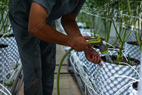 A laborant waters thriving cannabis plants using a hose, ensuring their health in the greenhouse.