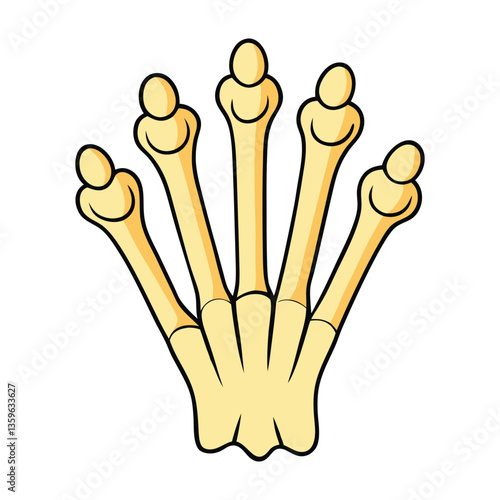 The finger bones, known as phalanges, consist of three bones in each finger (except the thumb, which has two), providing structure, mobility, and flexibility for gripping.
