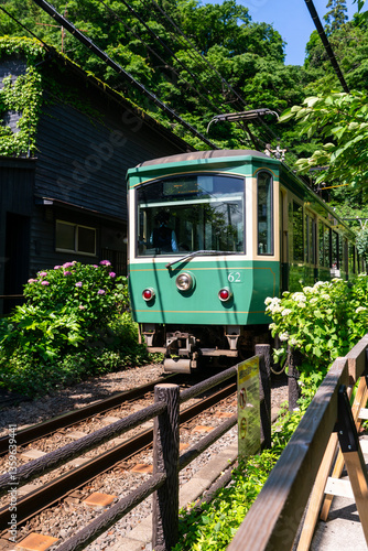 江ノ電と紫陽花