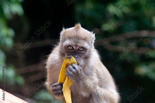 Photography Portrait of a monkey eating banana