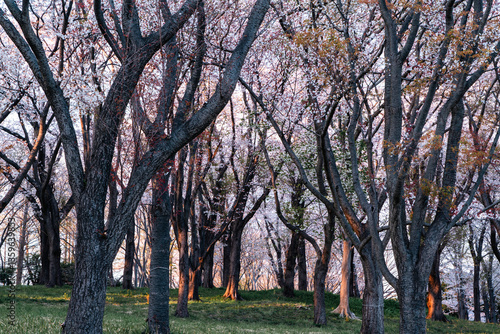 根岸森林公園の山桜