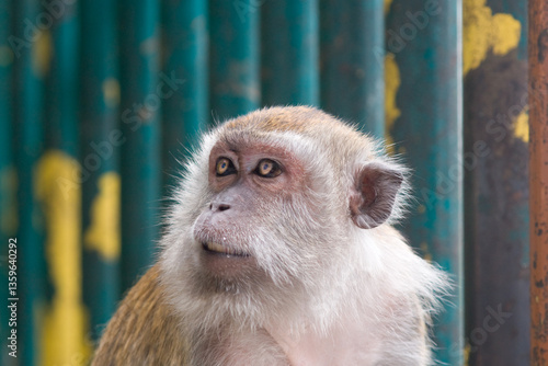 Photography Portrait of a Macaque monkey in the Batu Caves of Malaysia