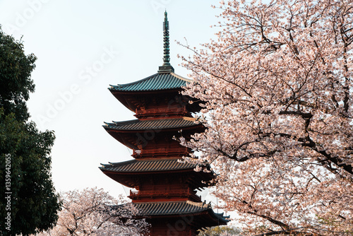 五重塔とさくら