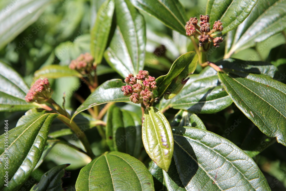 Fototapeta premium Viburnum davidii