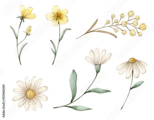 Wallpaper Mural Watercolor illustration set with yellow meadow flowers daisy. Isolated on white background. Hand drawn clipart. Perfect for card, postcard, tags, invitation, printing, wrapping. Torontodigital.ca
