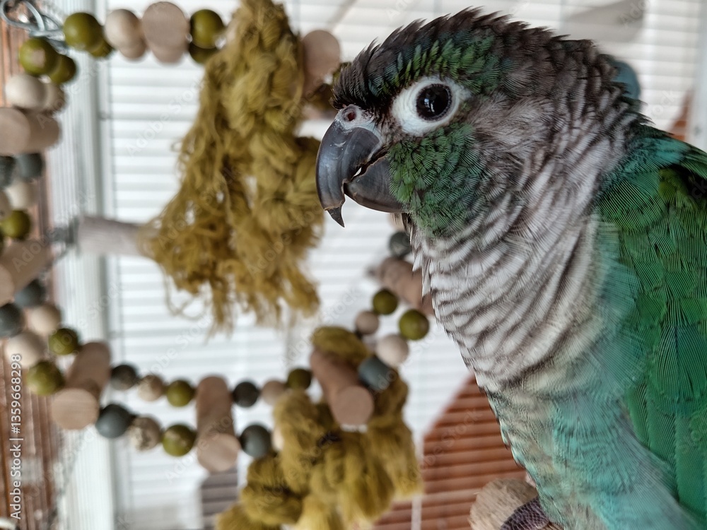 Conure de Molina ou Conure à joues vertes, mutation turquoise verte, dans sa cage - LT