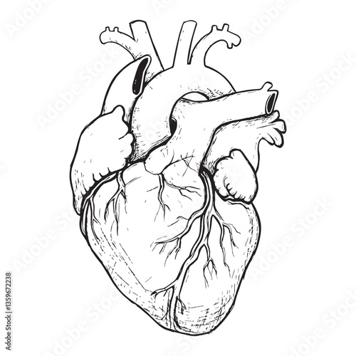 Black and White Human Heart Drawing – Vintage Medical Artwork