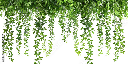 Wallpaper Mural Hanging Vines With Lush, Green Foliage. Isolated On Transparent or white. Use It As A Frame, Boarder, Or Background. Torontodigital.ca