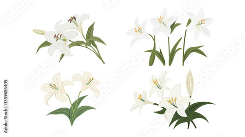 Madonna Lily on White Background