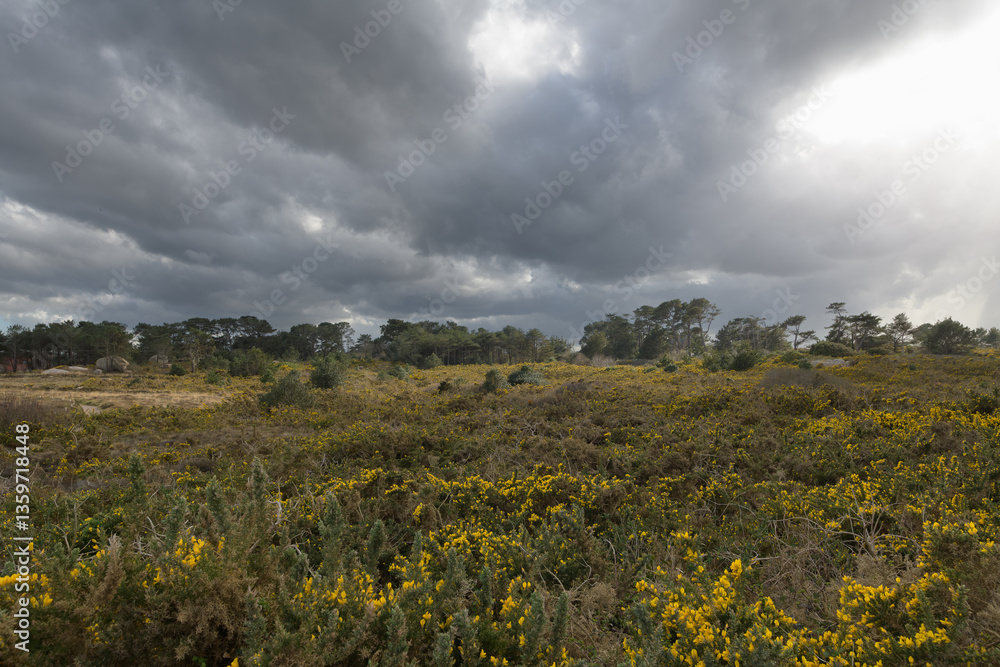 Obraz premium Joli paysage de la lande de Ploumanac'h en Bretagne - France