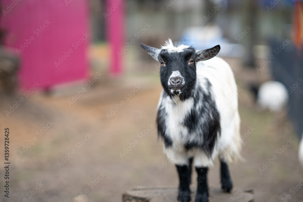 Goat standing on a tree stump in a petting zoo with colorful background — cheerful rural scene Goat standing on a tree stump in a petting zoo with colorful background — cheerful rural scene