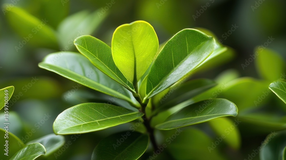 Obraz premium Close-up of vibrant green leaves showcasing natural beauty and plant life.