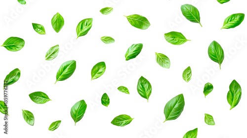 Fresh Green Basil Leaves png