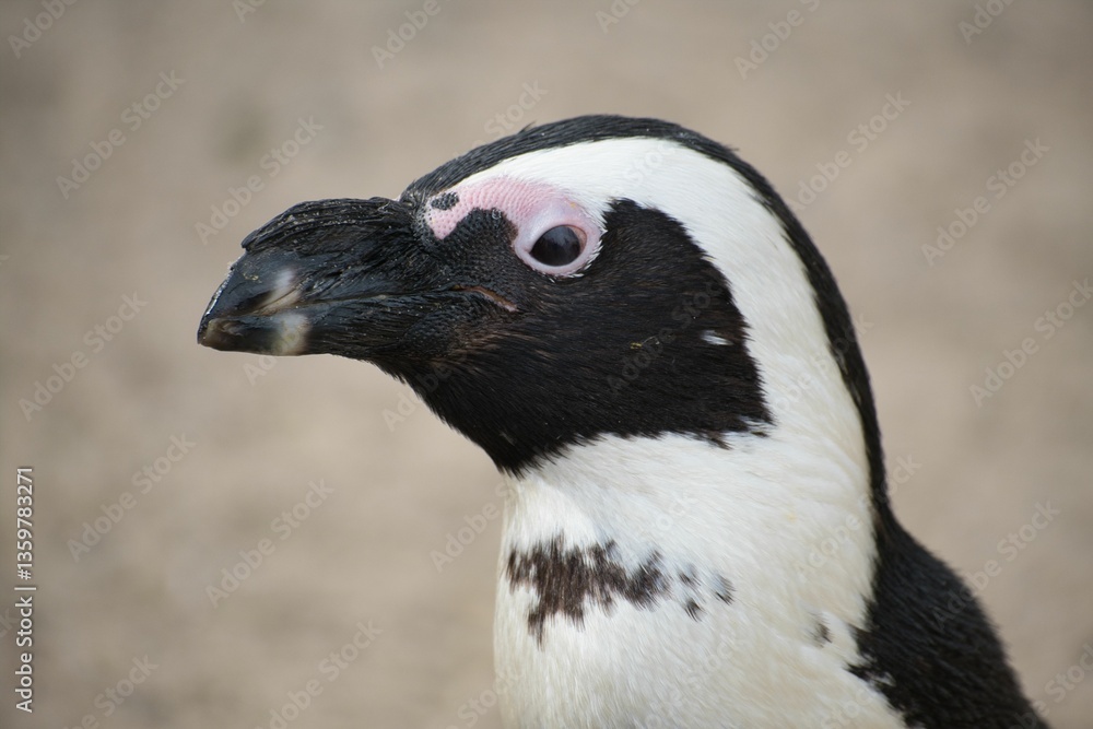 Obraz premium Close-up of an African penguin
