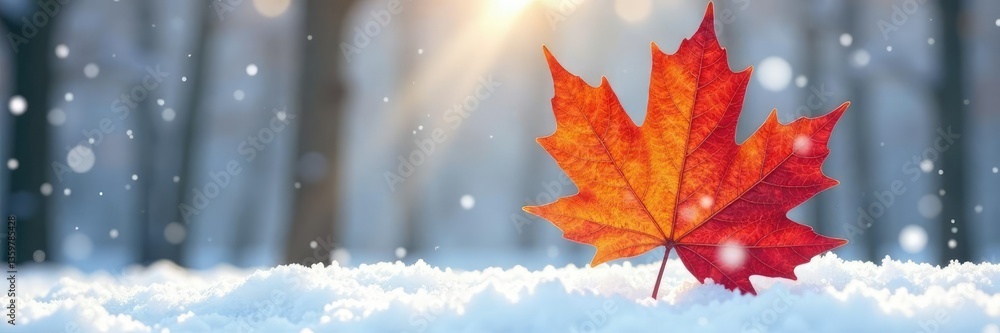 Obraz premium Single large maple leaf on a snowy background, maple leaf, isolated, botanical