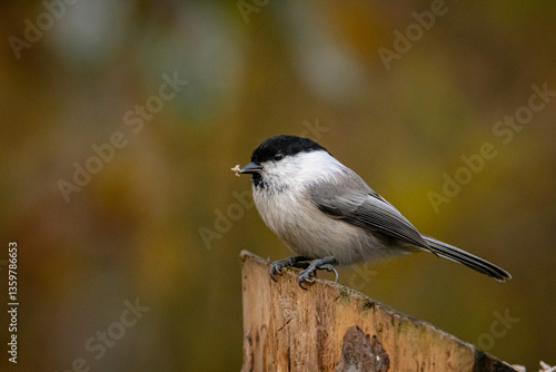 great tit on branch