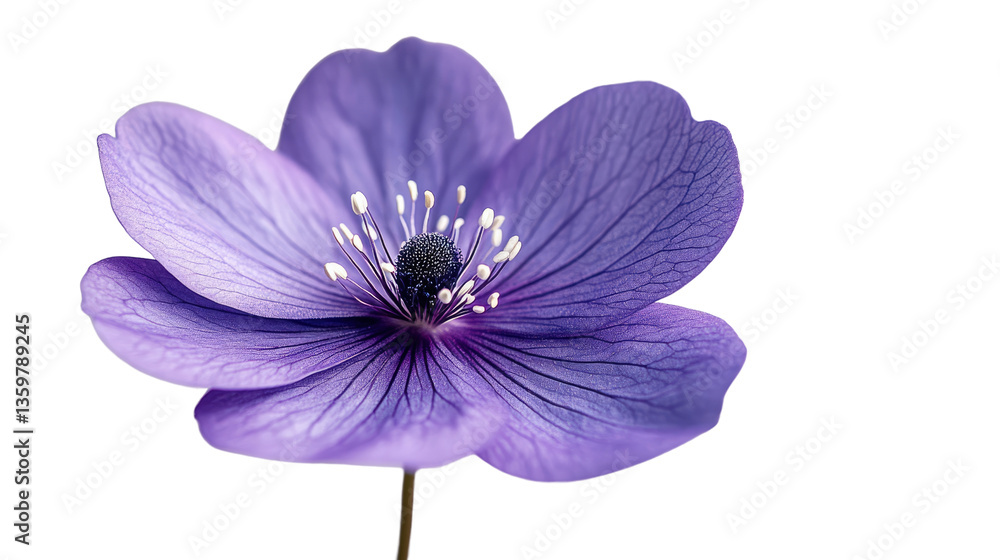 Obraz premium Floral Elegance: A close-up captures the delicate beauty of a vibrant purple flower, revealing intricate petal patterns and a stunning display of nature's artistry.