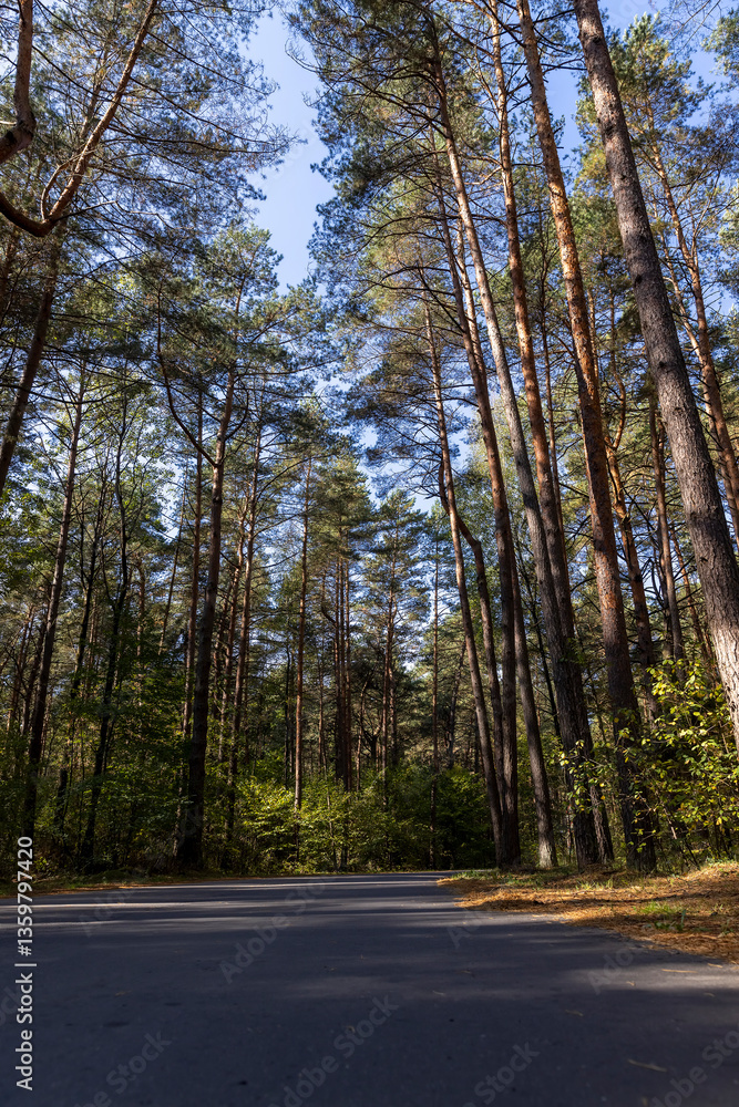 Obraz premium a road in a forest with deciduous trees in the autumn season